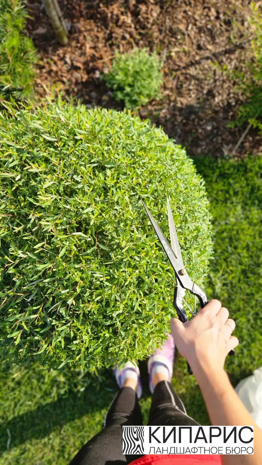 ✂️ УКРОТИТЕЛЬ САДОВОГО ХАОСА: 3 вопроса специалисту «Кипарис»