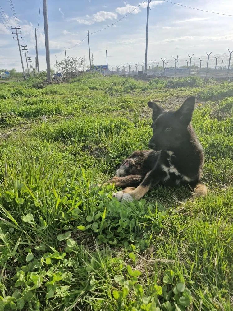🐶 Удивительное в приюте Поронайска: щенок с переломом позвоночника начал ходить