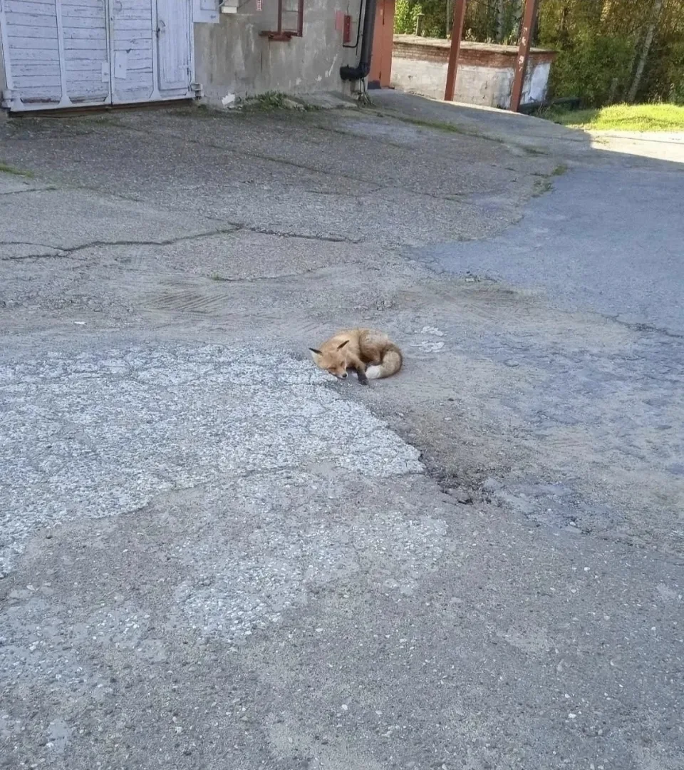 На одном из предприятий появился очень необычный сотрудник.