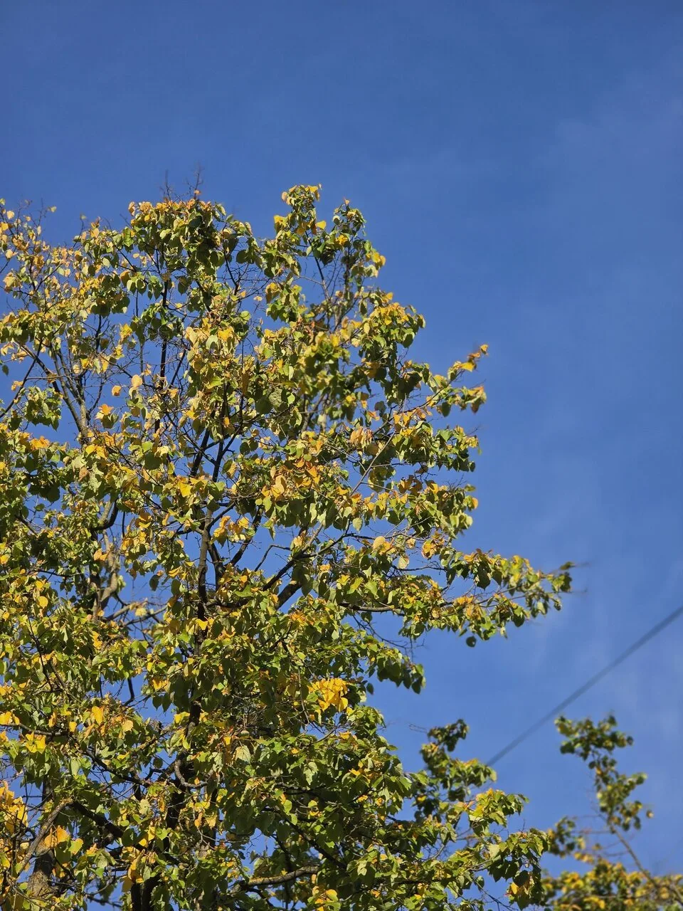 Ну вот и все — деревья в Крюкове начали желтеть 🍂 Зато есть хорошая новость: до Нового...