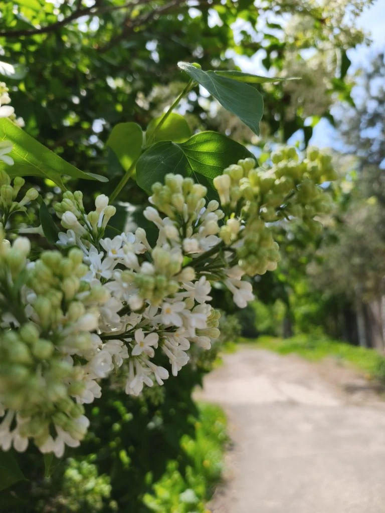 Май, пожалуй, самый красивый месяц.. Яркая свежая зелень, благоухающие цветы, пение птиц 🥰