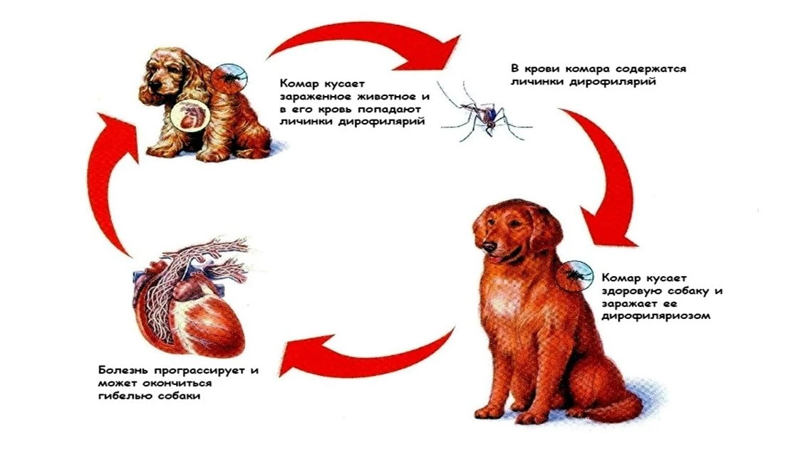 ДИРОФИЛЯРИОЗ – ПАРАЗИТАРНОЕ ЗАБОЛЕВАНИЕ, ПЕРЕДАЮЩЕЕСЯ КОМАРАМИ
Пока традиционные эпидемиологические 