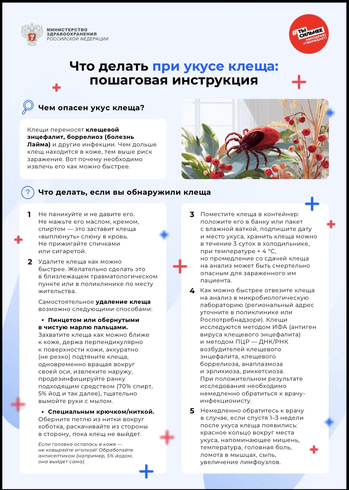⚡️Что делать при укусе клеща
