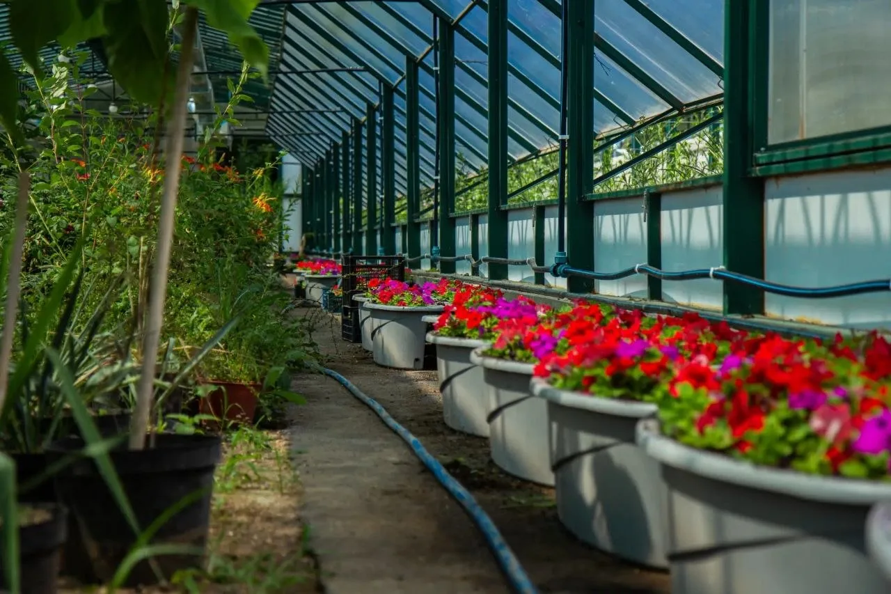 ✨ В Симферополе продолжается летнее озеленение 

🌱 Сотрудники «Горзеленхоза» высаживают декоративны