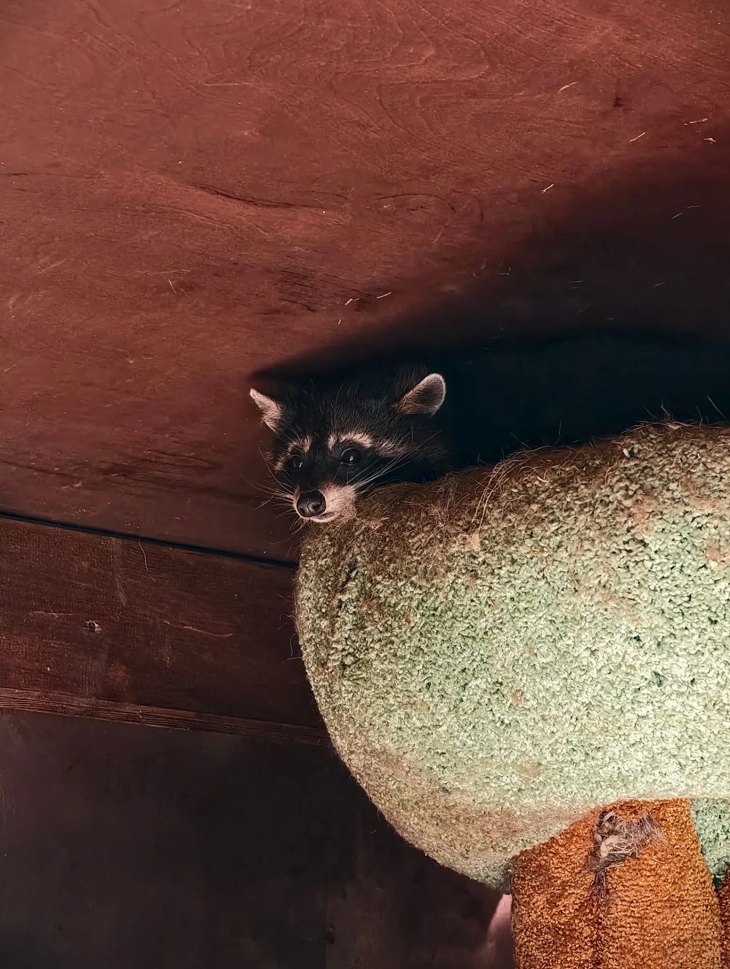 Енот и его честные глаза🦝 🥰 "Я сплю, сколько хочу, и что вы мне сделаете?")