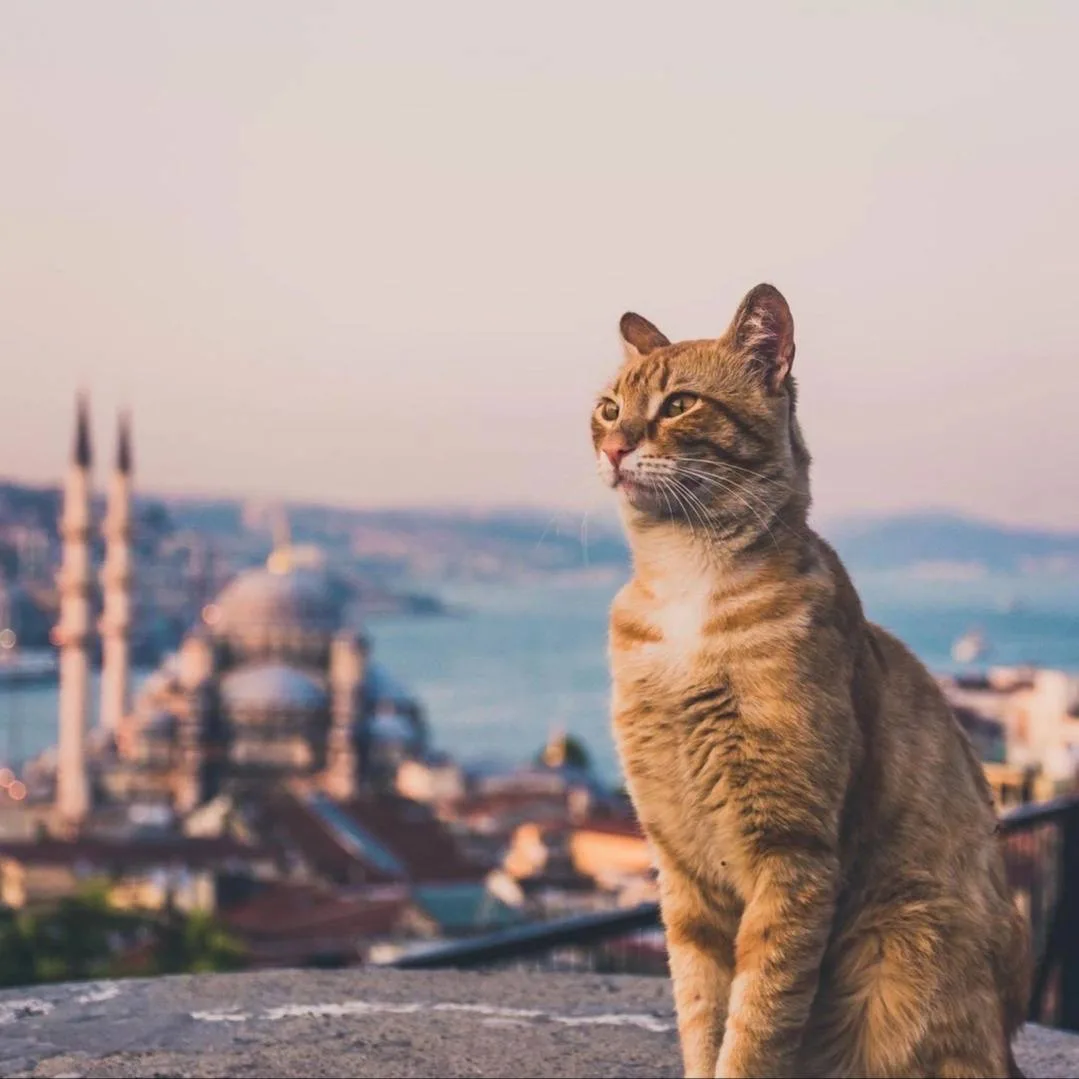 👋Давайте сегодня посмотрим примеры, как можно отвечать на вопрос
