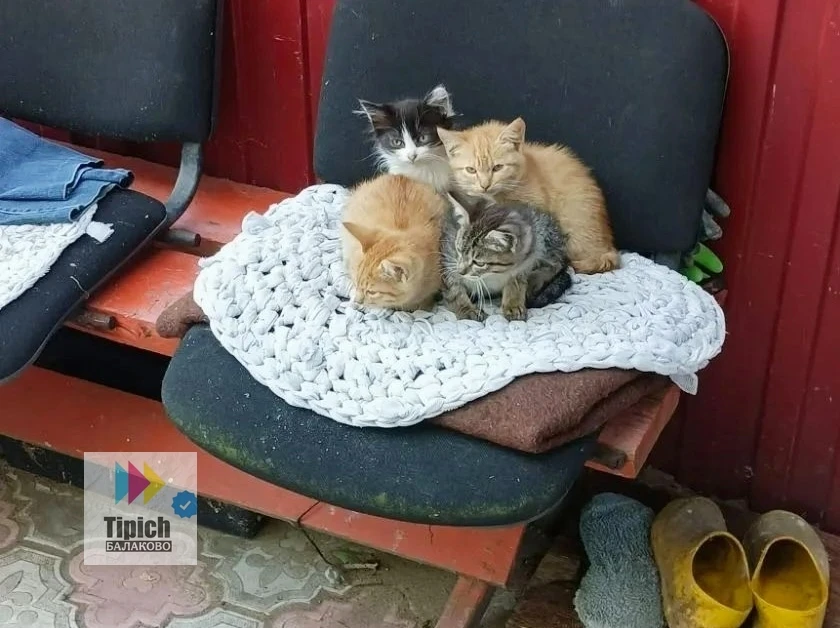 Кошка родила котят в деревне, в доме, который используется как дача. То есть осенью хоз...