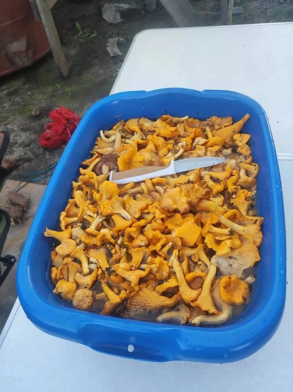 😍Ну что за грибное царство?

Пока мы с вами сидим, другие уже собирают лисички ведрами. Эту красоту