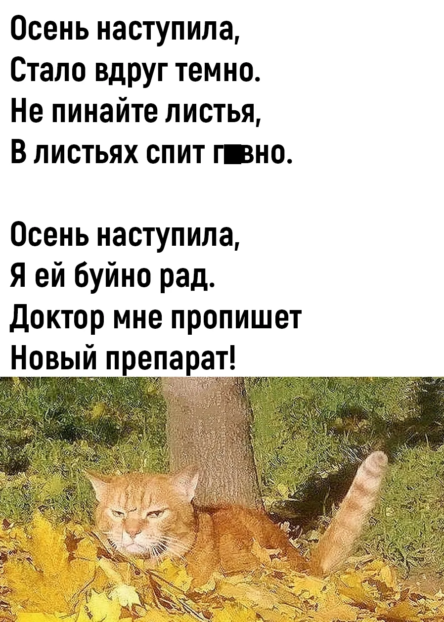 Минутка осенней поэзии от кошечки Павлоньи 😹