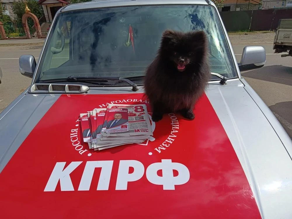 Даже шпиц знает, за кого голосовать. Он, конечно, не разбирается в экономике, но нюх ег...