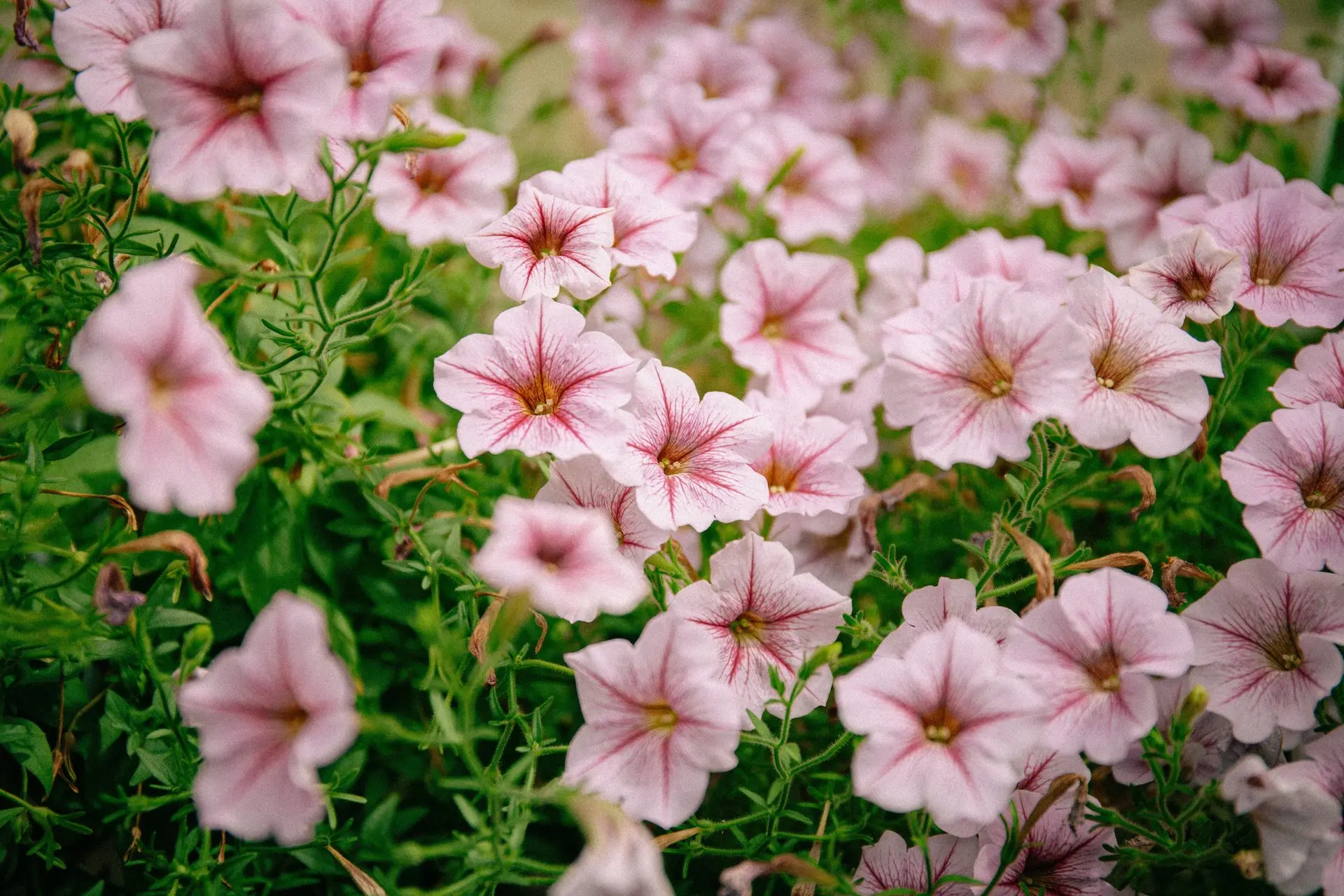 Как продлить цветение петунии до сентября 🌸