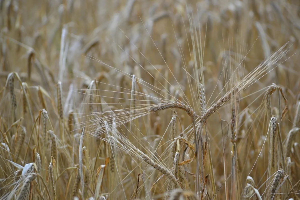 В Кировской области нашли почти 78,5 тыс. тонн подозрительного зерна 🌾