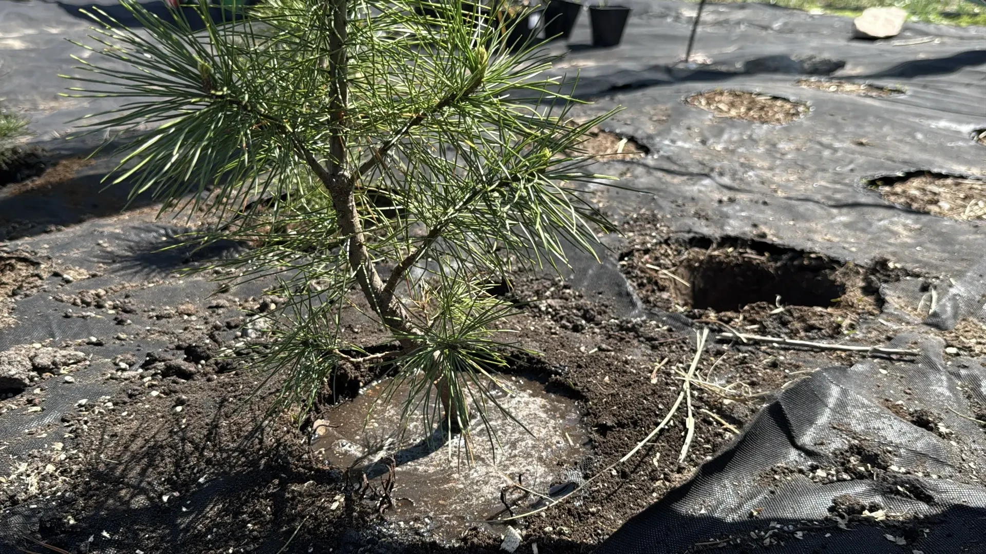 В Улан-Удэ 360 кедров перешли в «первую школу»  🌿 360 кедров, высаженных в честь 360-летия Улан-Удэ,
