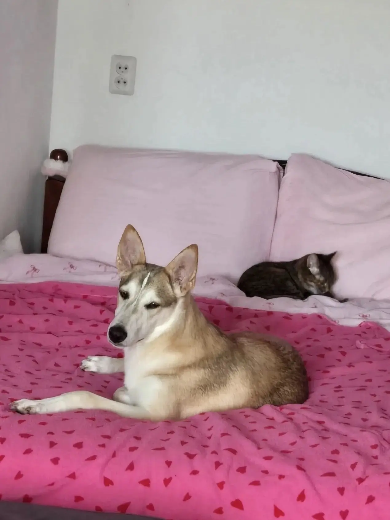 ‼️🙏 Срочно! Арви в беде! Экстренно нужна передержка!