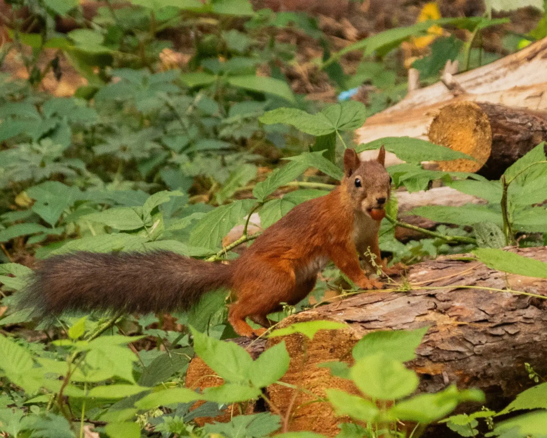 Доброе утро! 🐿️🍂