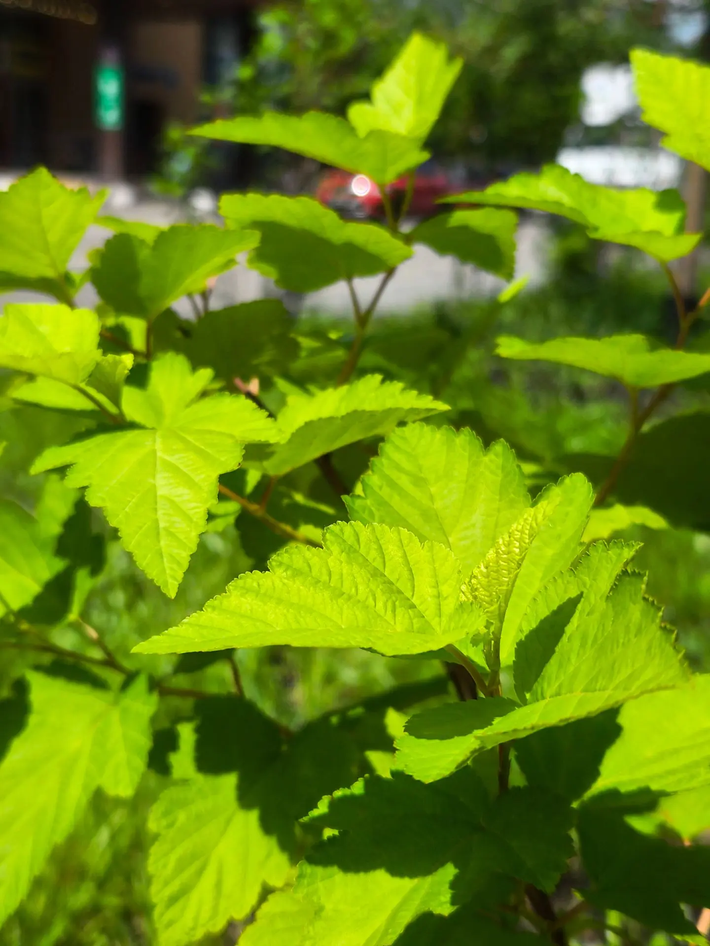Проверили, как себя чувствуют прошлогодние посадки на поперечных улицах 🌳

Год назад в рамках благо