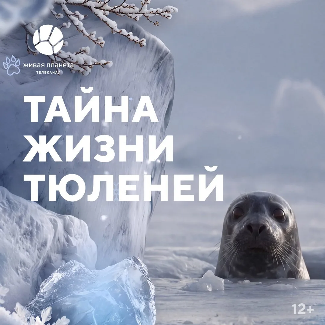 В холодных водах Балтийского моря кипит жизнь, которую почти никто не видел. Серые тюле...
