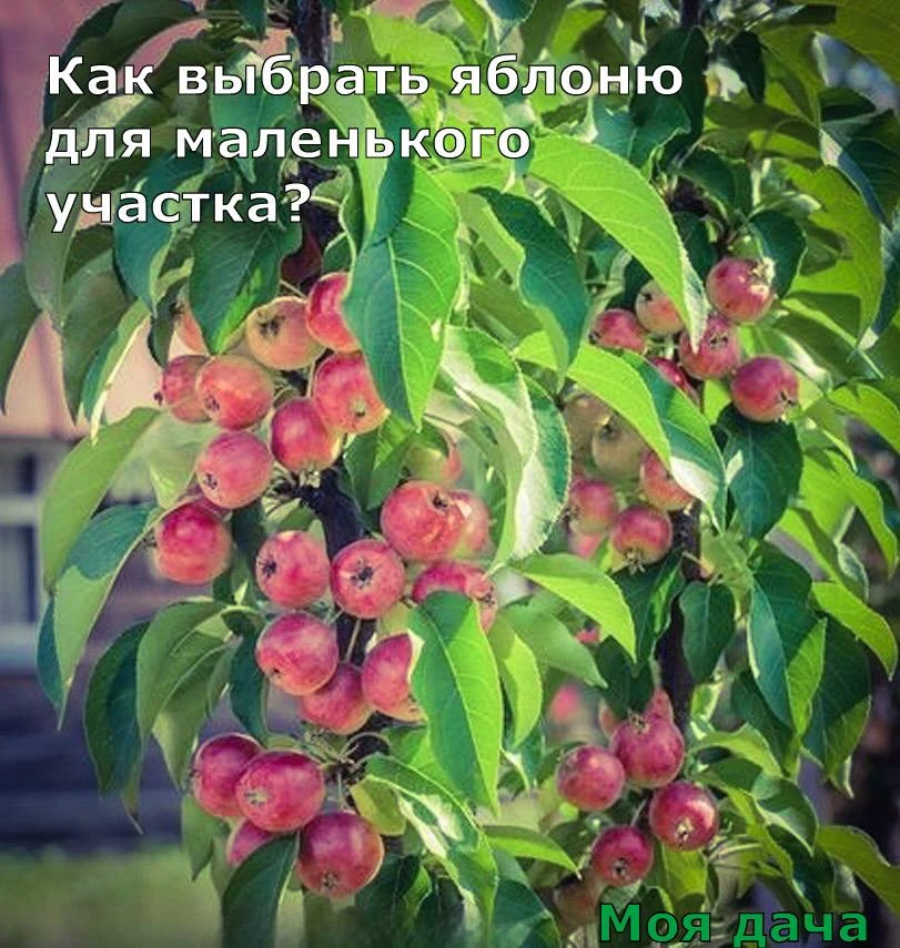 Как выбрать яблоню для маленького участка? 🌳

Даже на скромной площади можно вырастить достойный ур