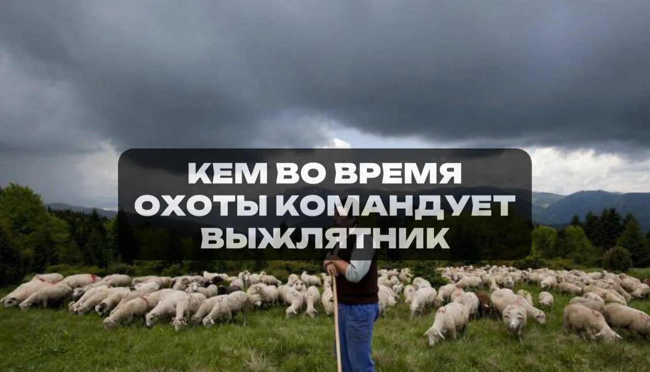 Лошадьми    🤟