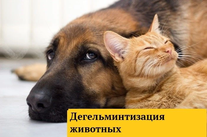 Дегельминтизация животных – это комплекс терапевтических лечебно-профилактических мероприятий, напра