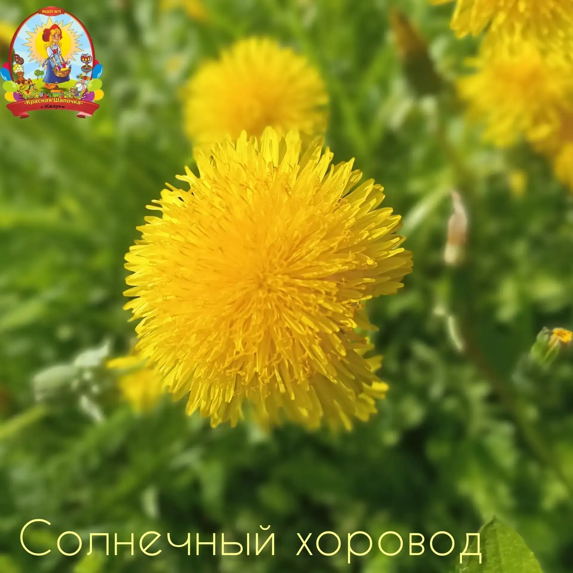 ☀Одуванчик молодой
На пороге лета,
Желтоглазый, озорной
Солнечного цвета.
 
Он пока что карапуз,-
Ст