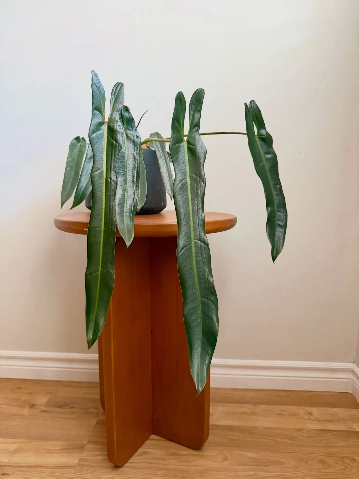 🌿 Филодендрон спиритус санкти (лат. Philodendron spiritus-sancti) ❤️