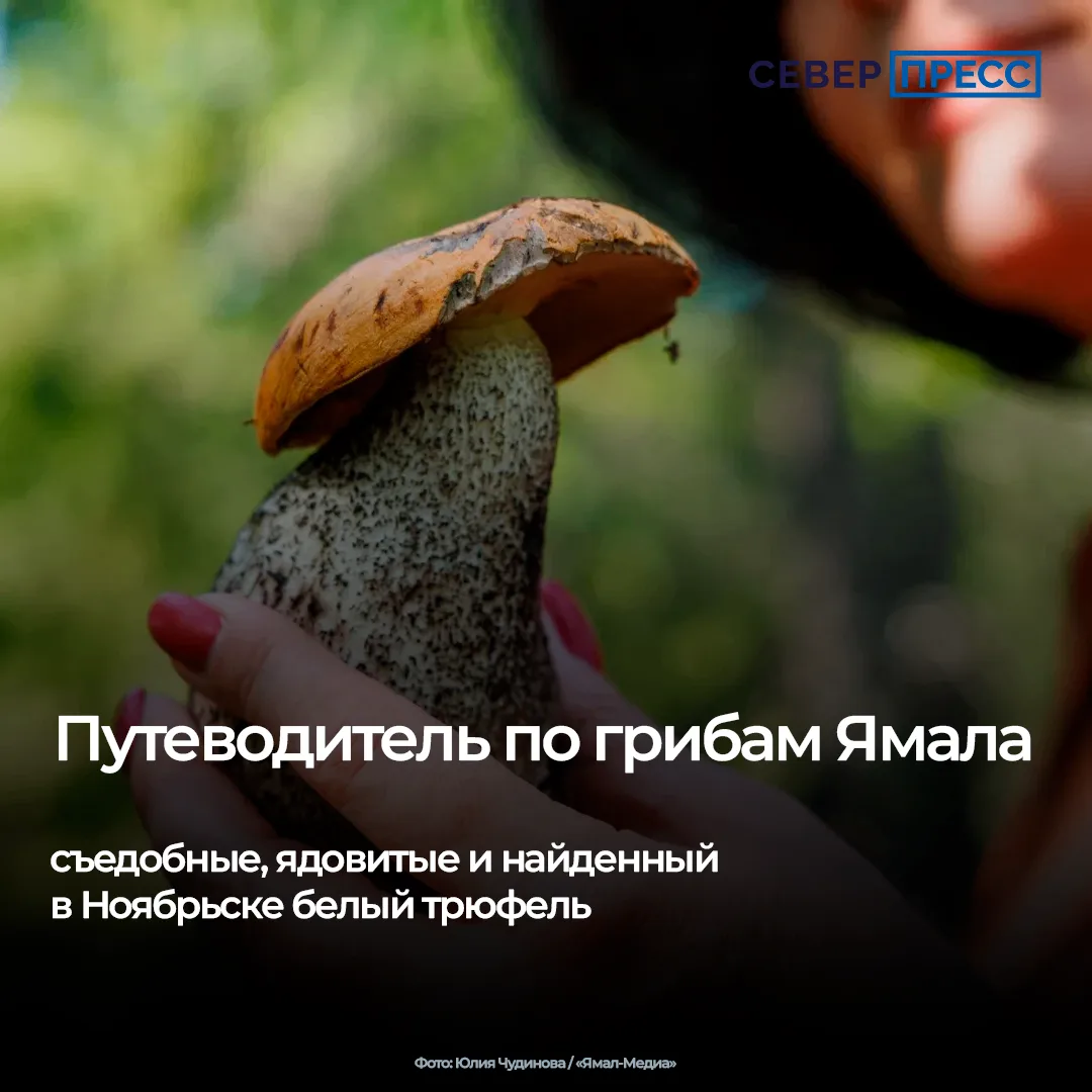Сезон «тихой охоты» на Ямале в самом разгаре: грибники продолжают делиться находками и ...