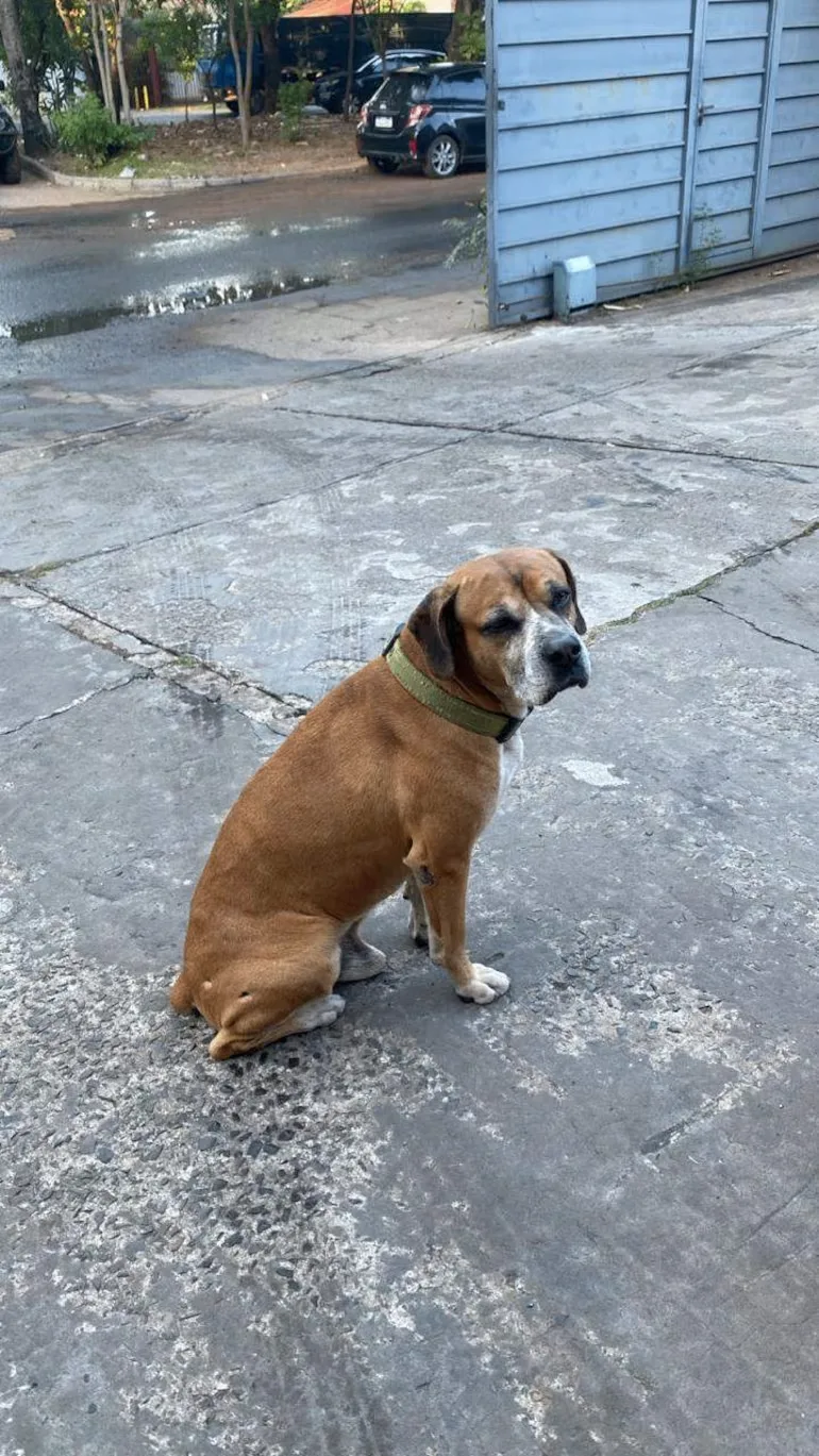 Пёс, который «взломал» сердца отдела по киберпреступлениям 🐶💻

В октябре прошлого года в отдел по 
