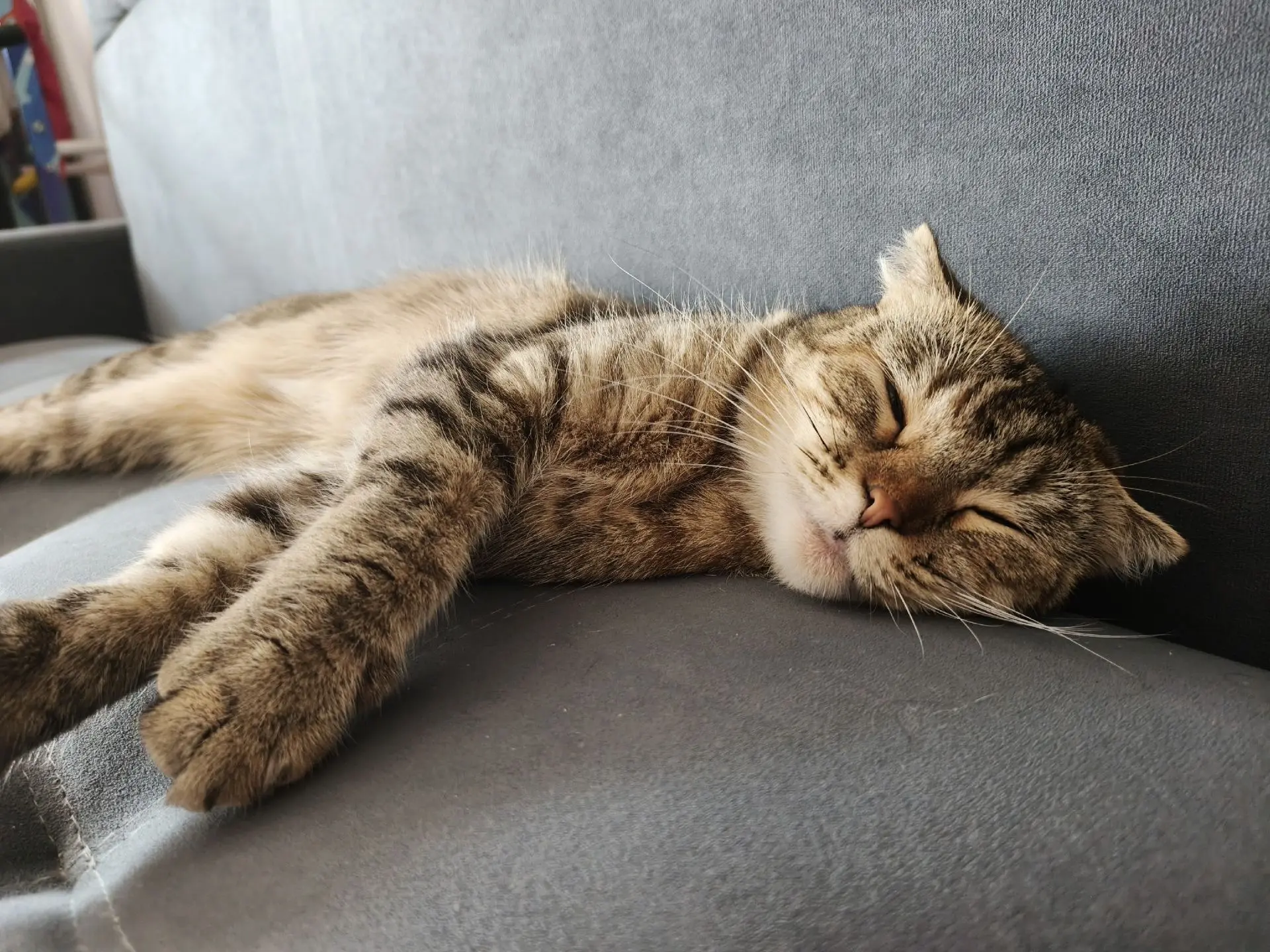 Ася упала с балкона и повредила лапку🐾