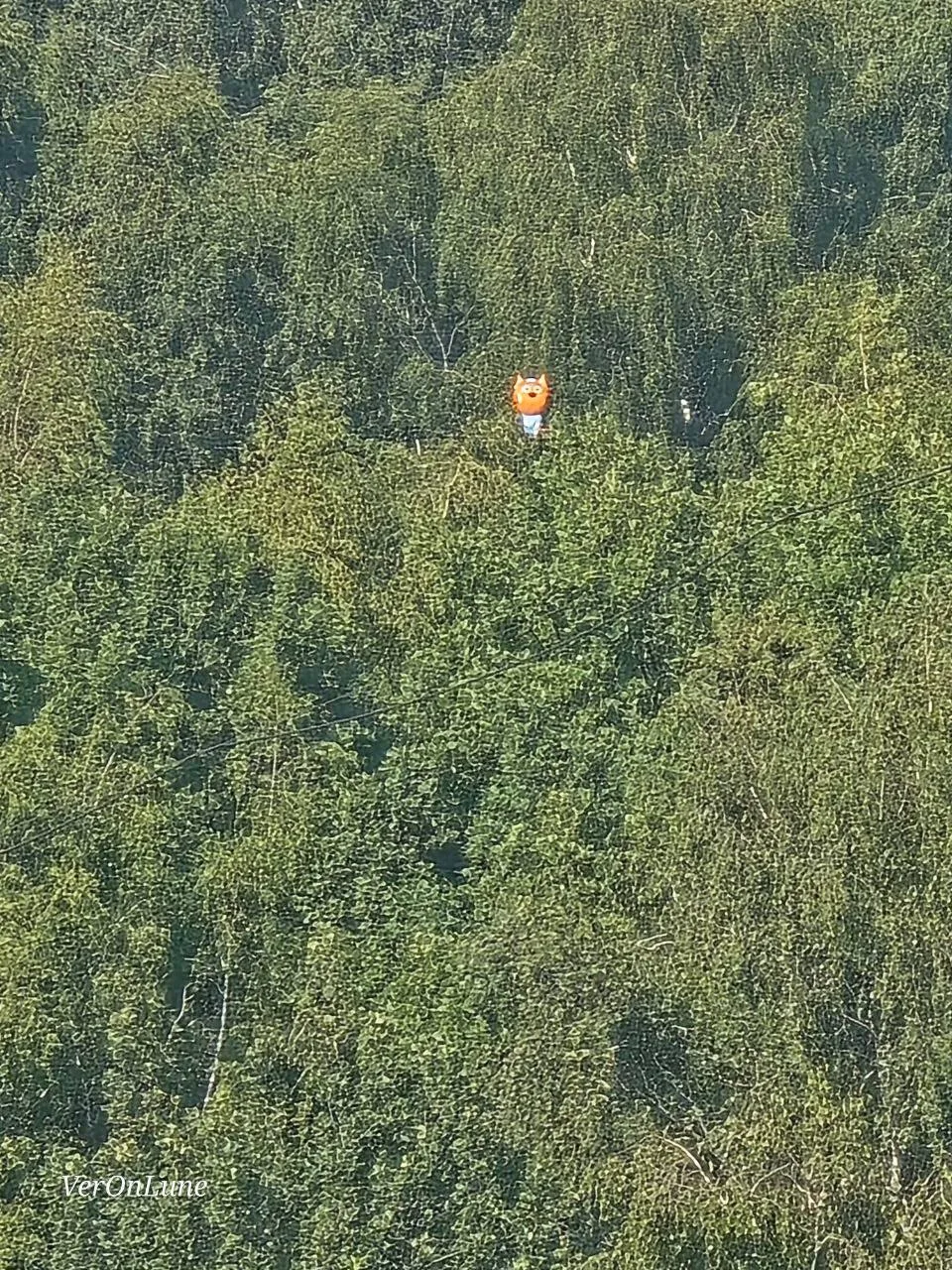 На ветках в лесу зацепился шарик с котом. Смотрится как фотошоп 😁