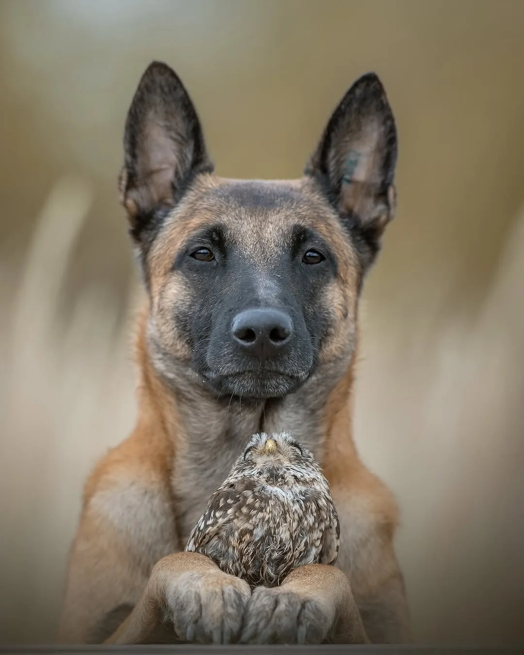 Брось кость и обними сову 🐾🦉  Овчарка Инго и сыч Полди - лучшее, что вы увидите сегодня. Их история 