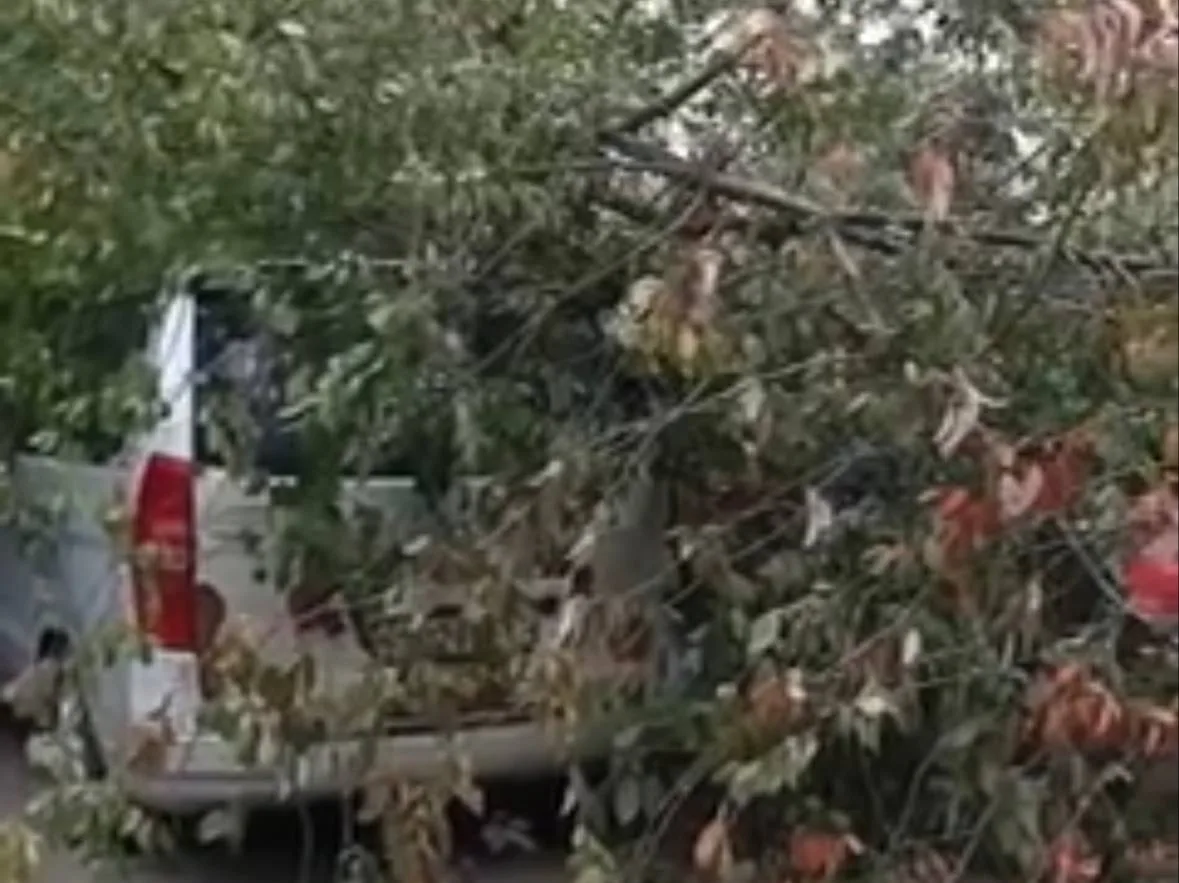 🌳 Дерево упало на припаркованные машины