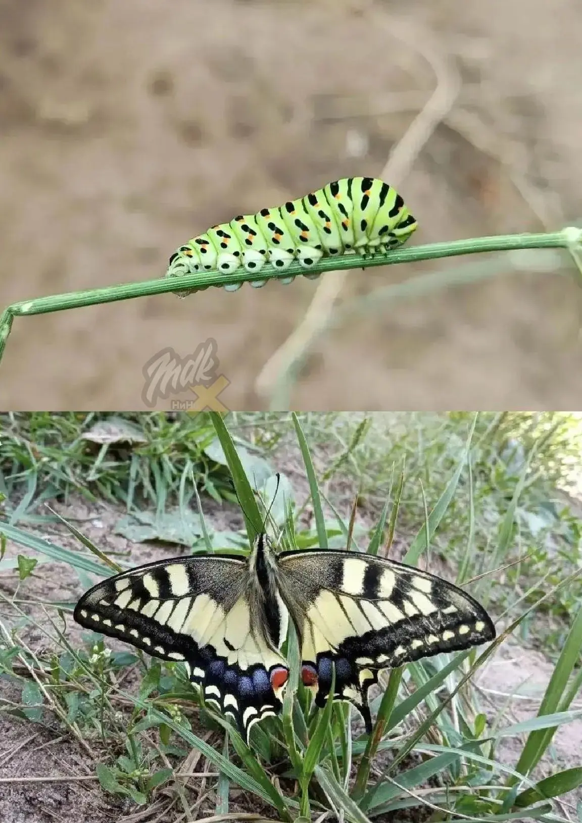 🦋Краснокнижная бабочка махаон добралась до Керженского заповедника