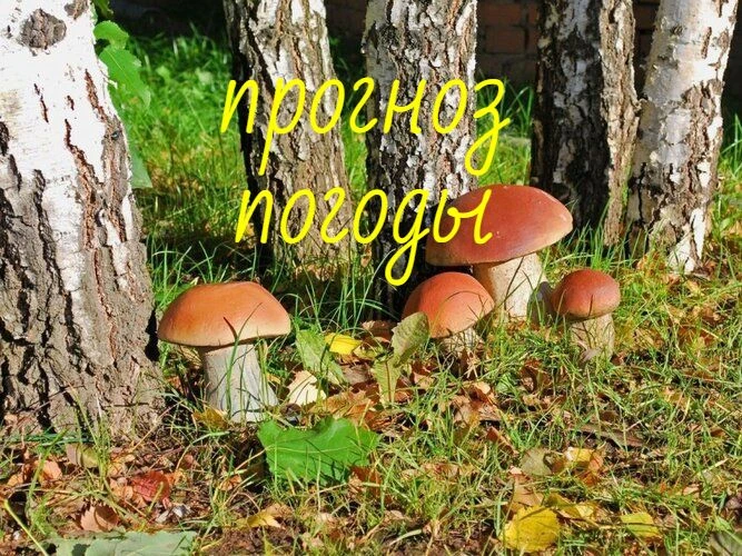 29 августа: переменная облачность, без осадков. Ветер западный 4-9 м/с Температура возд...