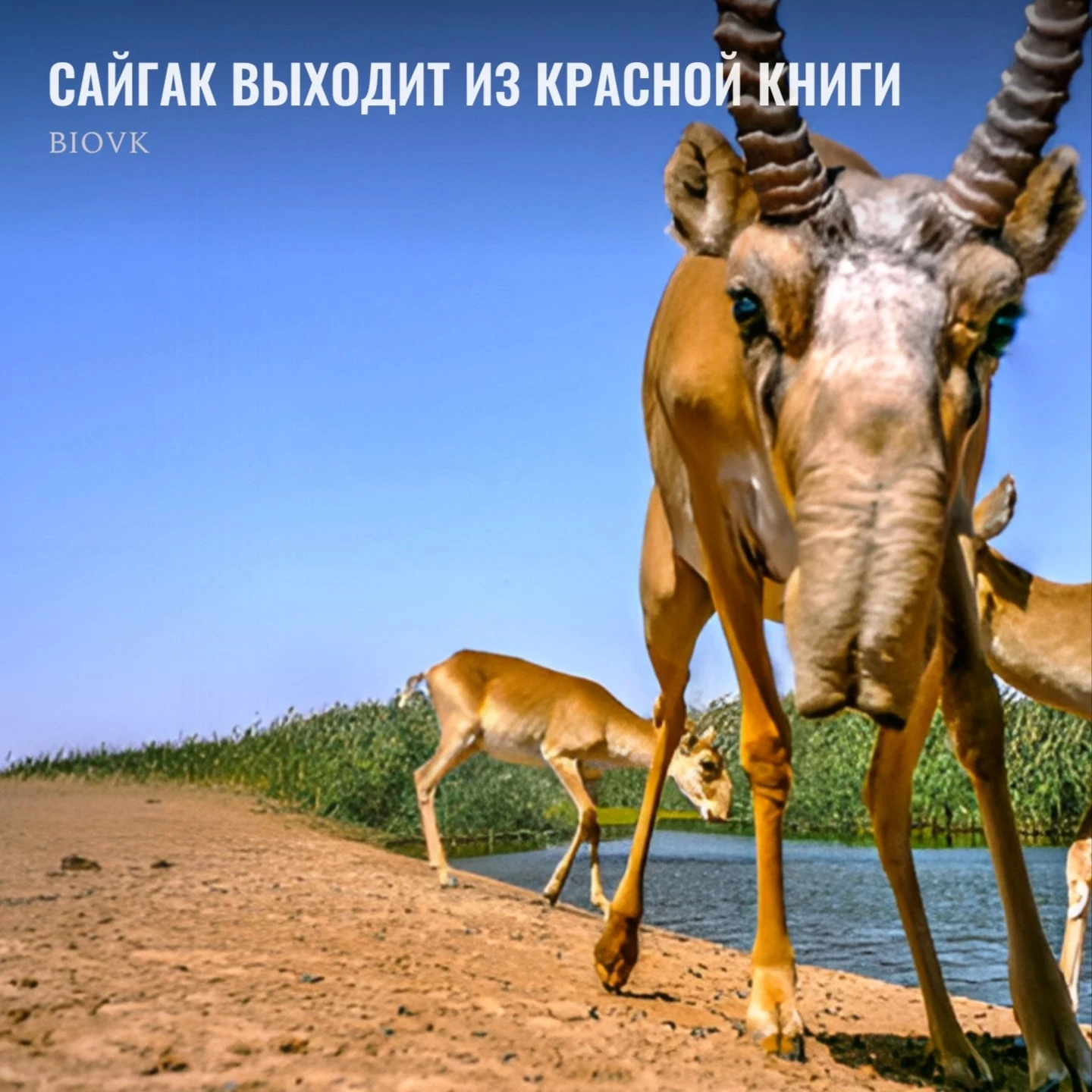 Подъехали хорошие новости в теме биоразнообразия. Ещё вчера волго-уральский сайгак считался редчайши