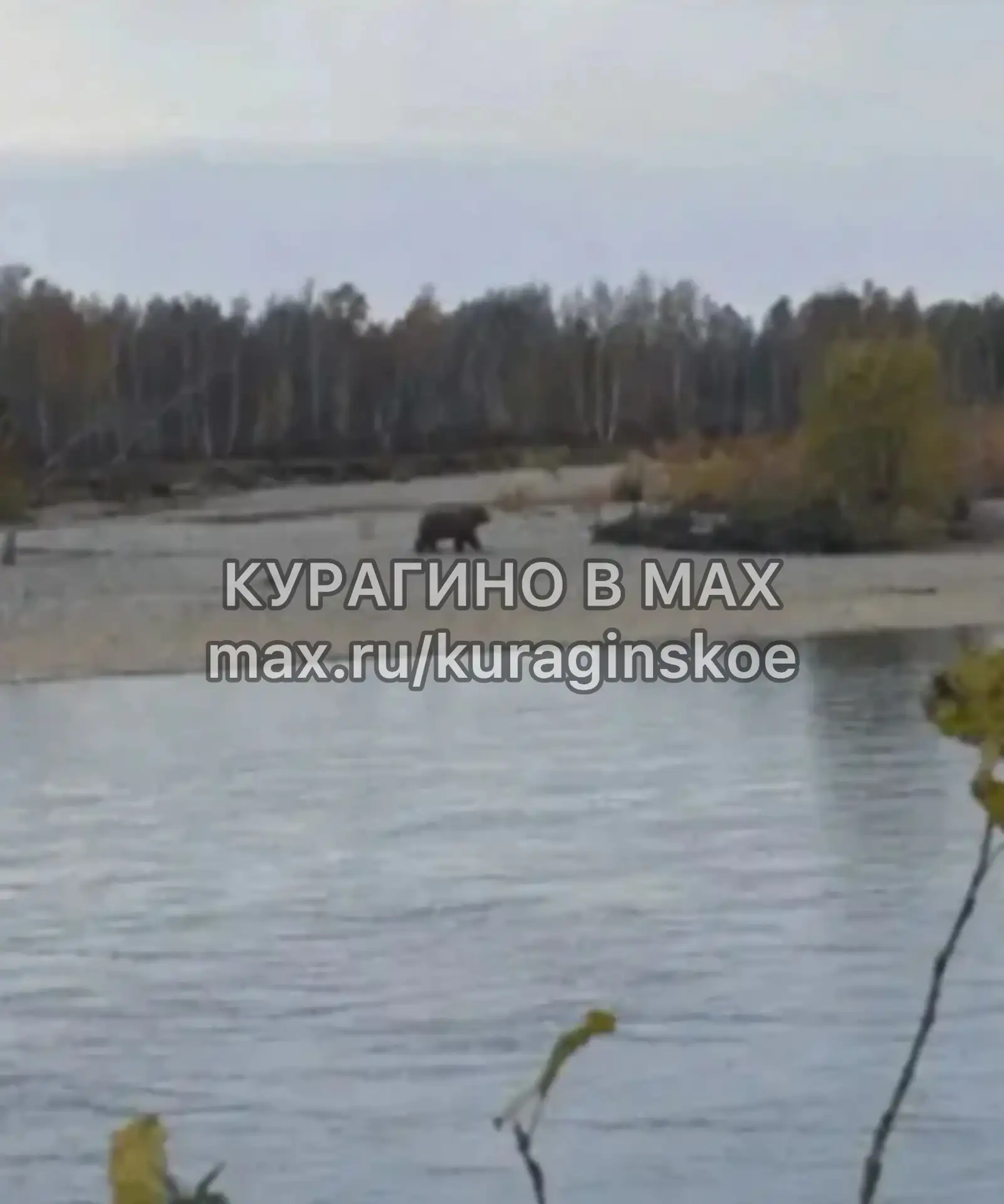 ❗️В Курагино на острове напротив парка заметили медведя