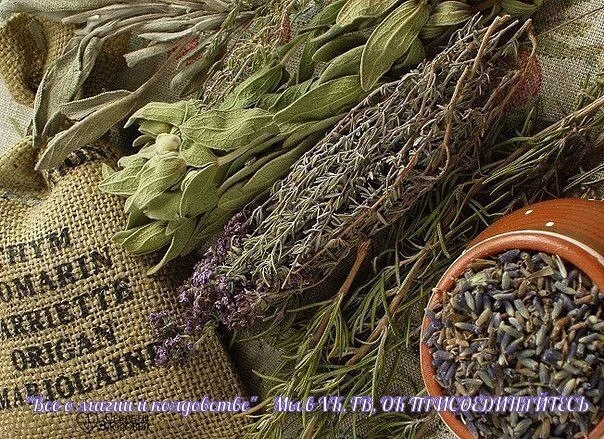 Как с помощью трав улучшить собственную жизнь. Советы шамана.