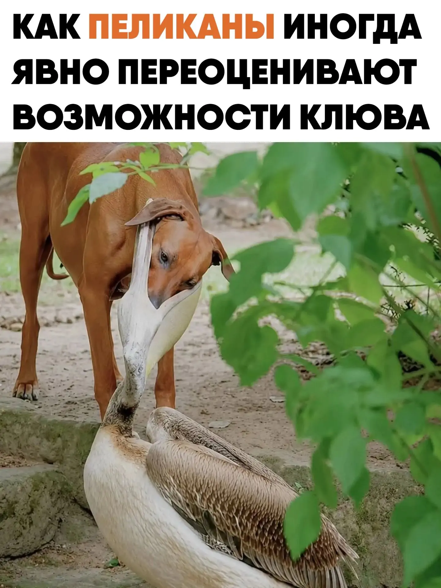 Пеликаны иногда пытаются проглотить вещи, которые им совершенно не подходят.