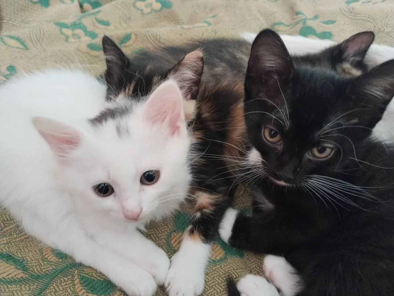 Отдам котят в добрые руки, 2 месяца, 1 мальчик (чёрный) и 2 девочки, котята очень игривые и активные