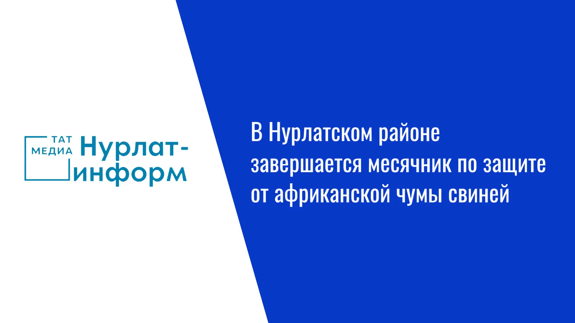 🐗 В Нурлатском районе завершается месячник по защите от африканской чумы свиней
