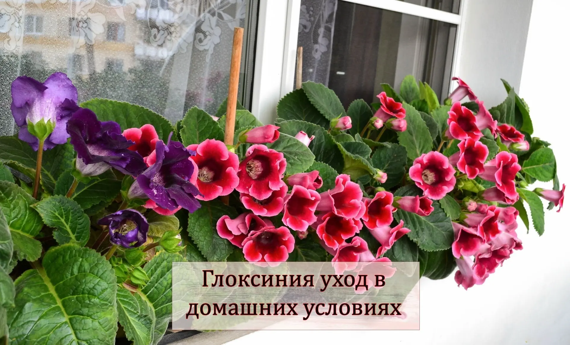 Глоксиния — популярный и красивый цветок, простой в уходе. При правильном уходе может одновременно ц