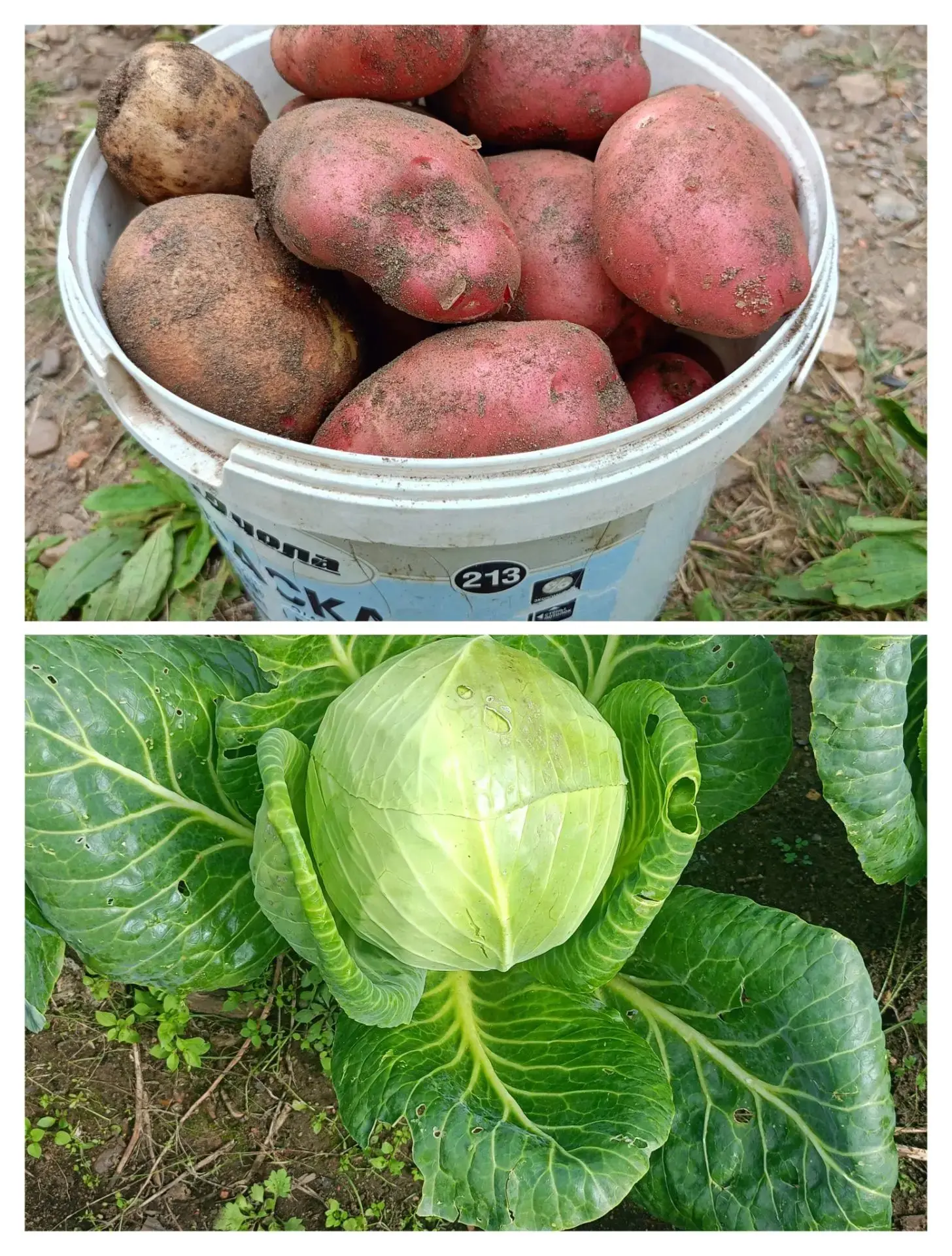 Продам свежий картофель, цена 650 руб./10 л. Капуста – 80 руб./кг. Самовывоз район МЖК....