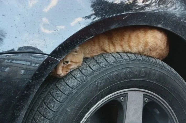 Проверьте машину перед запуском двигателя
