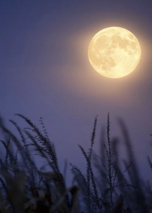 🌖 Вечером над Пермью взойдёт гигантская «Оленья Луна»