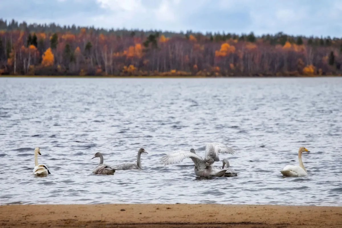 🦢 Необычную встречу подарила северная природа жительнице Заполярья.