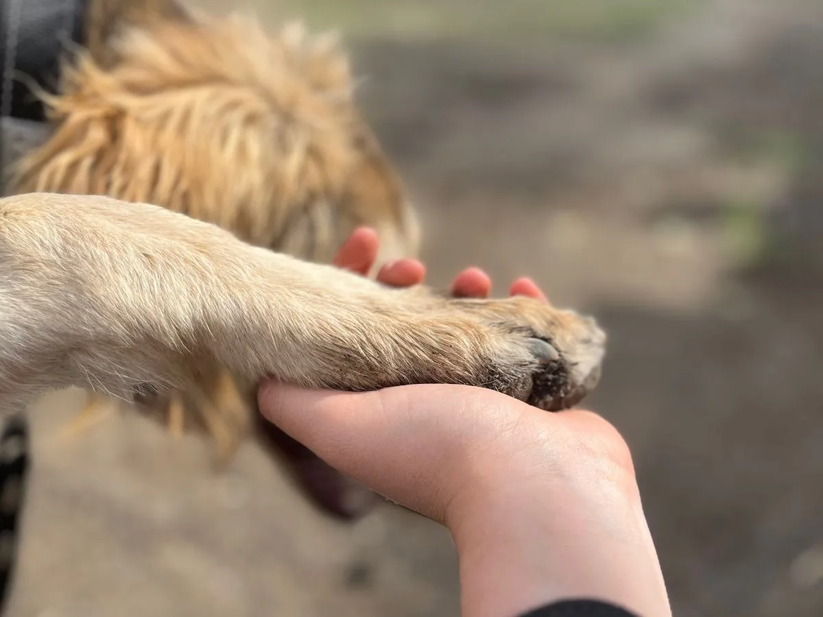 Красноярцу грозит срок за жестокое обращение с животным😭