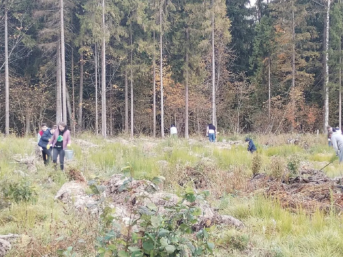 Ещё 6,5 тысячи сеянцев сосны высадили в Хлюпинском лесничестве.