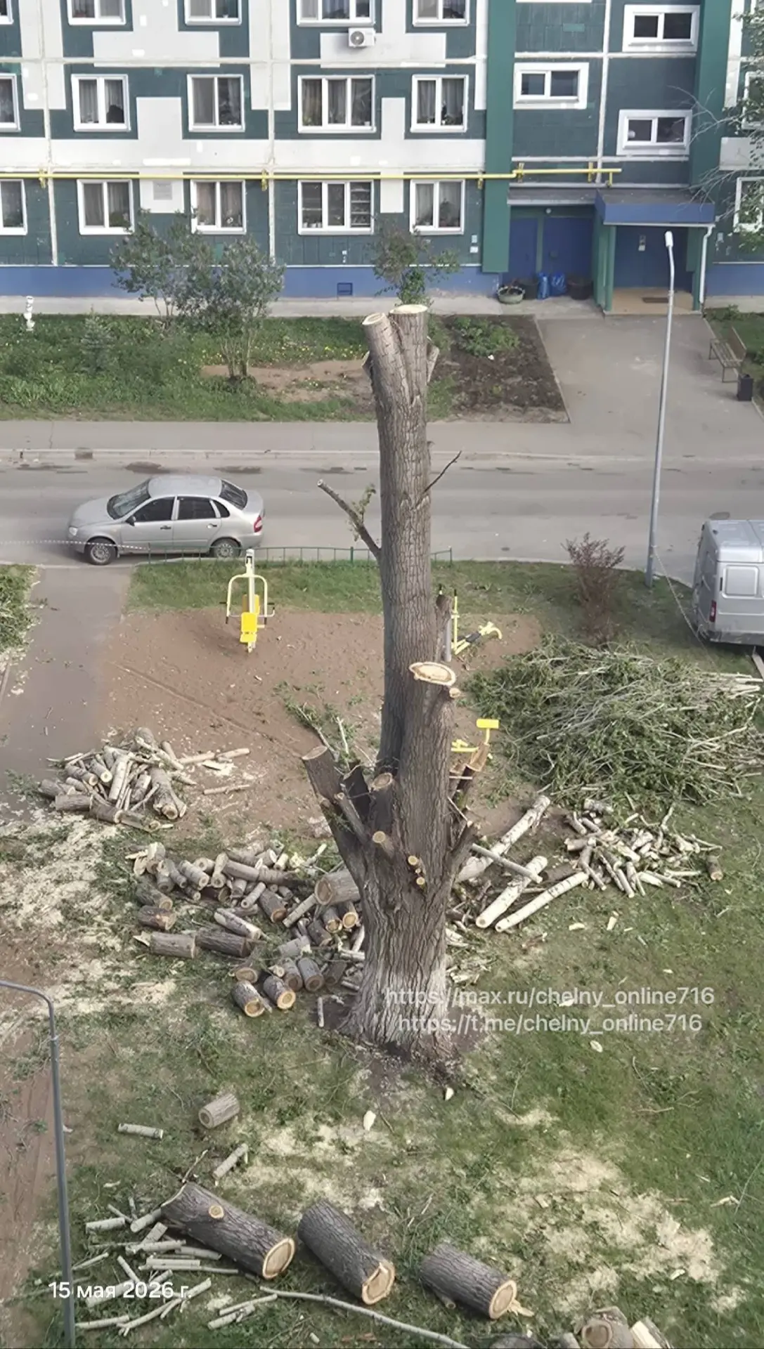 Один тополь заменяет восемь лип: биолог призвала не рубить деревья из-за пуха