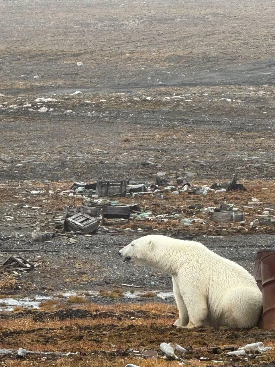 ❄️ Жизнь белого медведя неразрывно связана с морским льдом. Он служит охотничьей платфо...