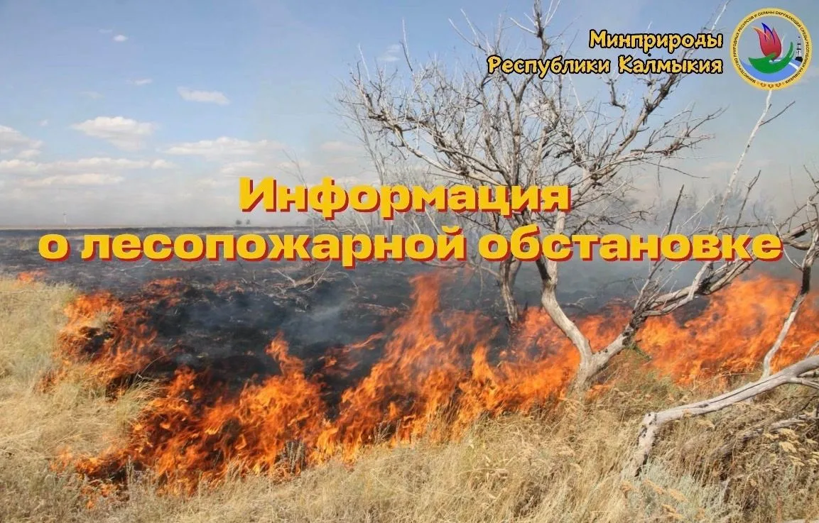 🔥 О текущей лесопожарной обстановке на территории лесного фонда Республики Калмыкия по...